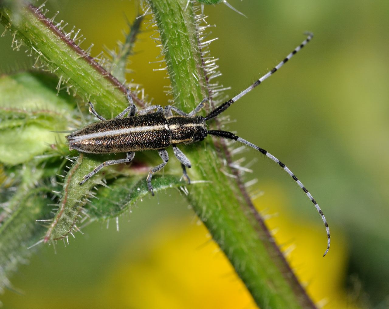 Agapanthia suturalis ?